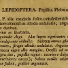 papilio boeticus